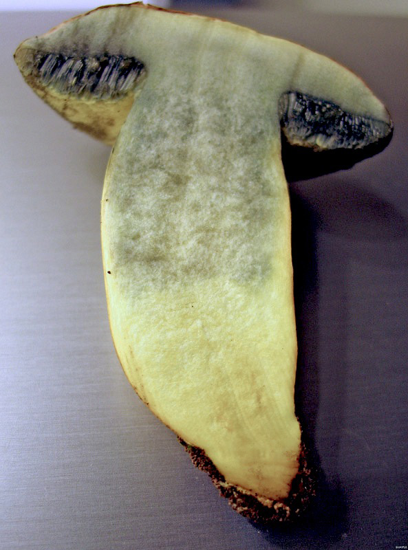Xerocomus persicolor e armeniacus